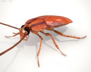 Cockroach HD