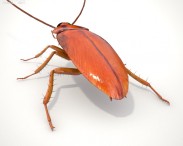 Cockroach HD 3d model