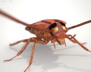 Cockroach HD 3d model