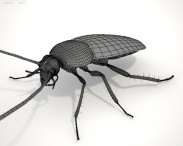 Cockroach HD 3d model