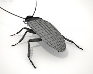 Cockroach HD 3d model