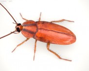 Cockroach HD 3d model