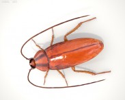 Cockroach HD 3d model