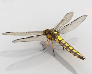 Dragonfly HD 3d model