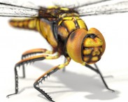 Dragonfly HD 3d model