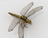 Dragonfly HD 3d model