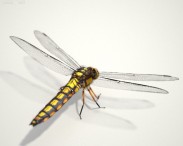 Dragonfly HD 3d model