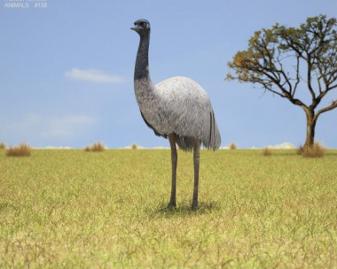 Emu