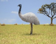 Emu 3d model