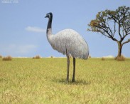 Emu 3d model