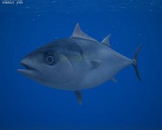 Atlantic Bluefin Tuna