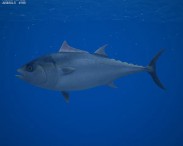 Atlantic Bluefin Tuna 3d model