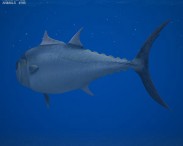 Atlantic Bluefin Tuna 3d model