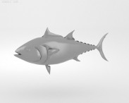 Atlantic Bluefin Tuna 3d model