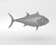 Atlantic Bluefin Tuna 3d model