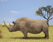 Woolly Rhinoceros 3d model