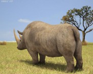 Woolly Rhinoceros 3d model