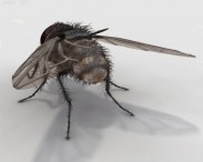 Housefly HD 3d model