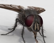 Housefly HD 3d model