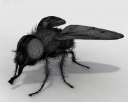 Housefly HD 3d model