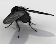 Housefly HD 3d model