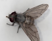 Housefly HD 3d model