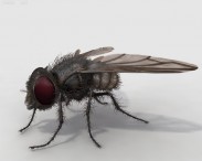 Housefly HD 3d model