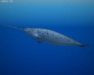 Narwhal 3d model