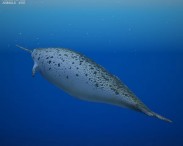 Narwhal 3d model