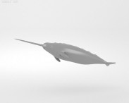 Narwhal 3d model