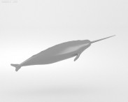 Narwhal 3d model