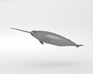 Narwhal 3d model