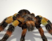 Tarantula HD 3d model