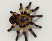 Tarantula HD 3d model