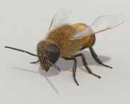 Honey Bee HD