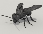 Honey Bee HD 3d model