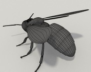 Honey Bee HD 3d model