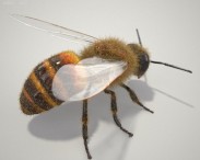 Honey Bee HD 3d model