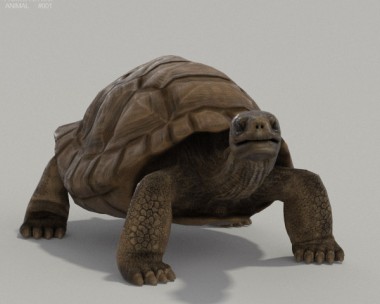 Galapagos Turtle HD