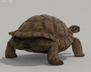 Galapagos Turtle HD 3d model