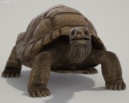 Galapagos Turtle HD 3d model