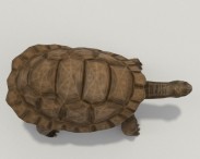 Galapagos Turtle HD 3d model