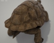 Galapagos Turtle HD 3d model