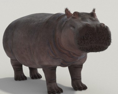 Hippopotamus High Detailed