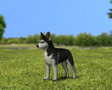 Siberian Husky Puppy 3D Model