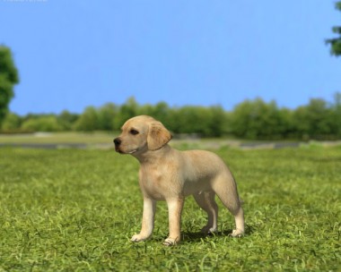 Labrador Retriever Puppy