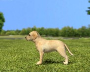 Labrador Retriever Puppy 3d model