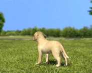 Labrador Retriever Puppy 3d model