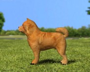 Chow Chow 3d model