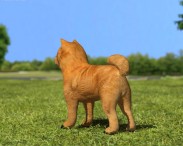 Chow Chow 3d model